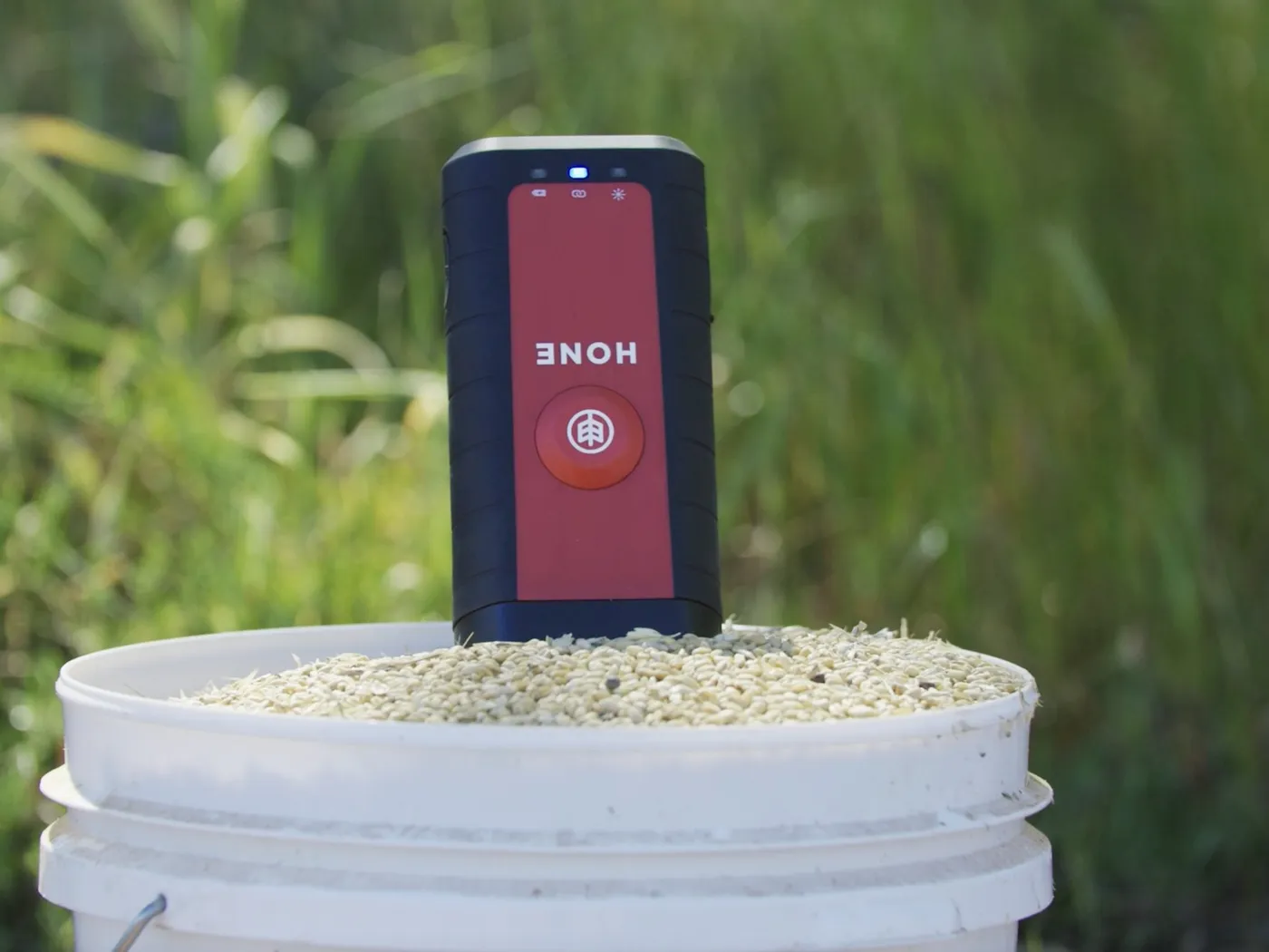 The Hone Lab Red standing in a bucket of barley at the edge of a crop