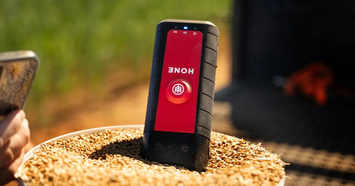 The Hone Lab Red standing in a bucket of grain, seen up close